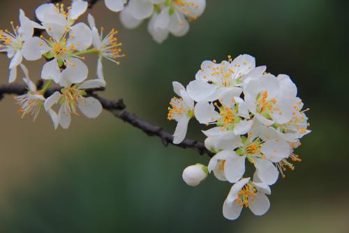 苏轼没有写“一树梨花压海棠”？众说纷纭，难道我们都理解错了？