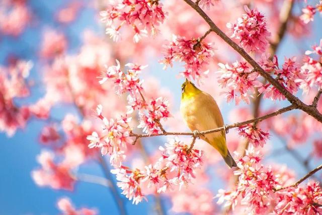今日春分｜春暖花已开，芳菲入梦来